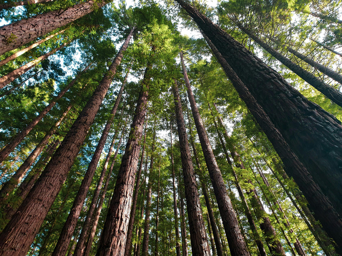 Forest of tall evergreen trees reaching toward the sky representing a thriving forest