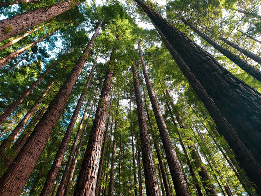 Forest of tall evergreen trees reaching toward the sky representing a thriving forest