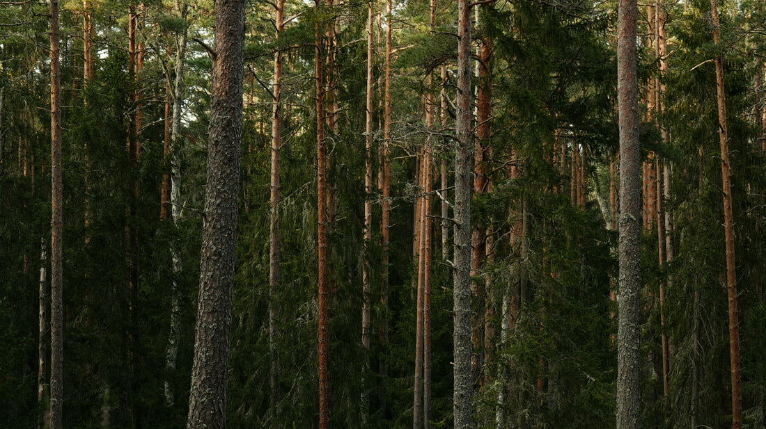 A forest of tall pines and evergreens