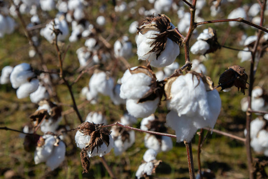 A close up cotton in a field 