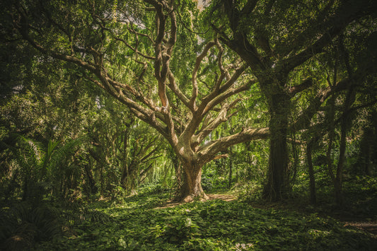 A tree in a lush forest