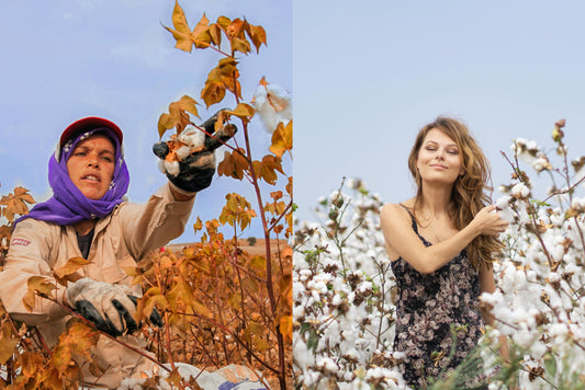 Conventional cotton picking on with chemicals contrasted with girl in organic cotton field