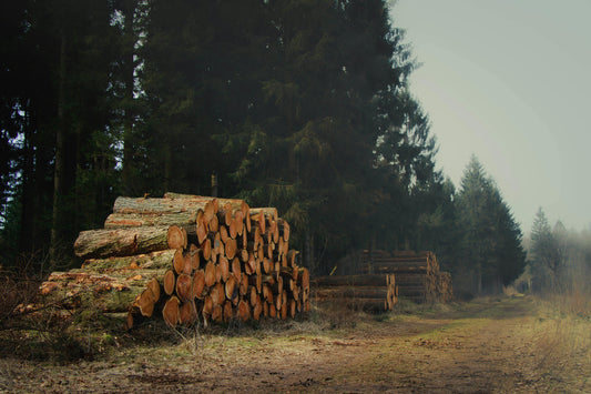 Stacked tree logs near a deforested area on the edge of a forest, representing logging and deforestation impact